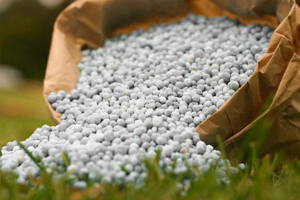 seminte-ingrasaminte-turba-blog-ceapa-azot